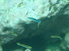 Labroides dimidiatus