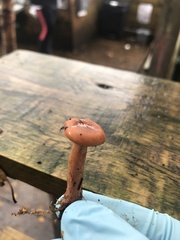 Lactarius subviscidus