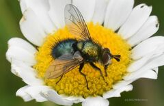 Chrysosomopsis aurata
