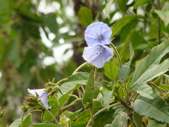 Convolvulaceae