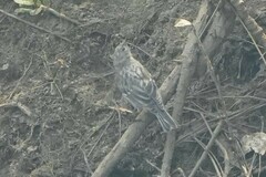 Setophaga coronata auduboni