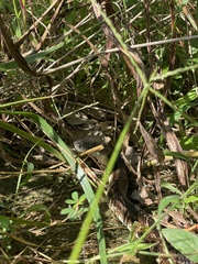 Pantherophis spiloides