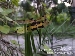 Rhyothemis variegata