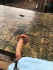 Lactarius subviscidus