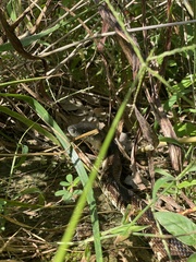 Pantherophis spiloides