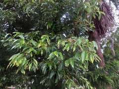 Cinnamomum insularimontanum