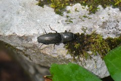Chalcolepidius viridipilis