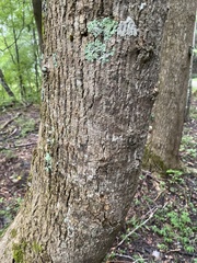 Acer platanoides