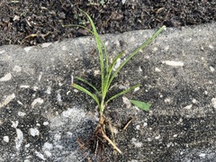 Cyperus rotundus