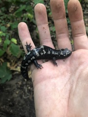 Ambystoma opacum