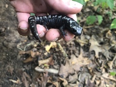 Ambystoma opacum