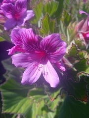 Pelargonium cucullatum
