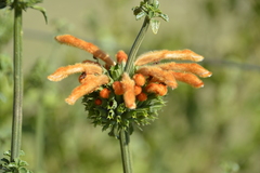 Leonotis ocymifolia