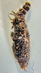 Tineoidea