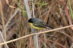 Todirostrum cinereum