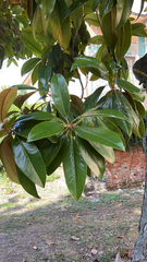 Magnolia grandiflora