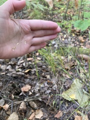 Melica nutans