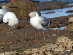Chroicocephalus cirrocephalus