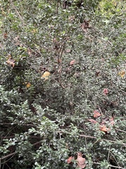 Ilex crenata