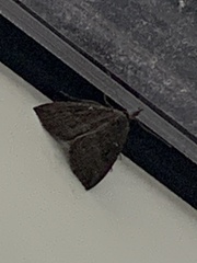 Hypena rostralis