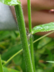 Oxyopes tridens