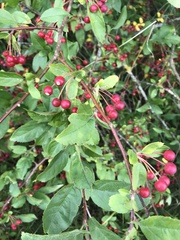 Malus baccata