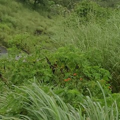 Tithonia