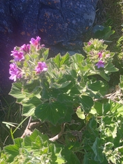 Pelargonium cucullatum