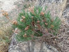Plantago sempervirens