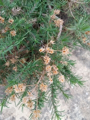 Plantago sempervirens