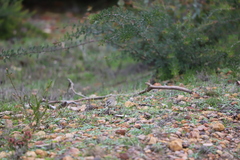 Acanthiza chrysorrhoa