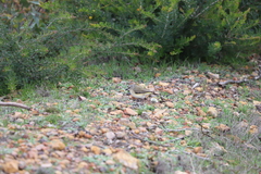 Acanthiza chrysorrhoa