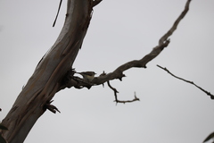 Acanthiza chrysorrhoa