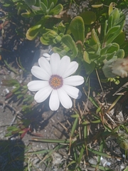 Dimorphotheca fruticosa