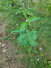 Vincetoxicum hirundinaria