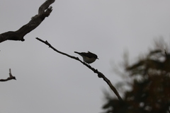 Acanthiza chrysorrhoa