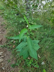 Vincetoxicum hirundinaria