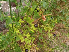 Chrysojasminum fruticans
