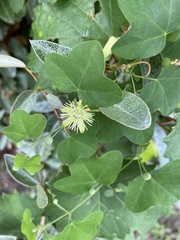 Passiflora lutea