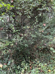 Ilex crenata