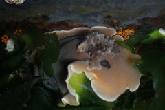 Diaulula sandiegensis