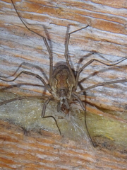 Mitopus morio