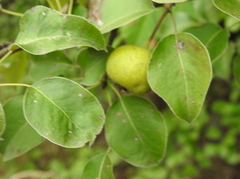 Pyrus