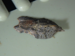 Acleris effractana