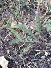 Achillea millefolium