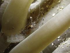 Periclimenes scriptus