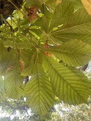 Aesculus hippocastanum