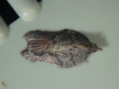 Acleris effractana