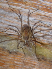 Mitopus morio