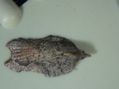 Acleris effractana